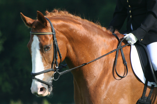 adjust-your-nosebands-nosebands