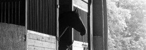 stable management, horse care, horse training, hoof care