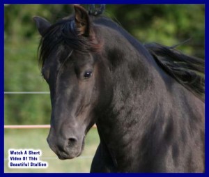 Canadian Horse, horse Training, horse breeds, horse training Ottawa, horse riding Ottawa, Laura Kelland-May, Hunter Judge,