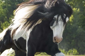 horse breed, breed characteristics, gypsy vanner horse, gypsy vanners, horse training, horse riding, Laura Kelland-May, Thistle Ridge Skill Builders