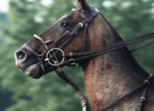 horse riding, horse training, hunter jumper, laura kelland-may, horse riding ontario
