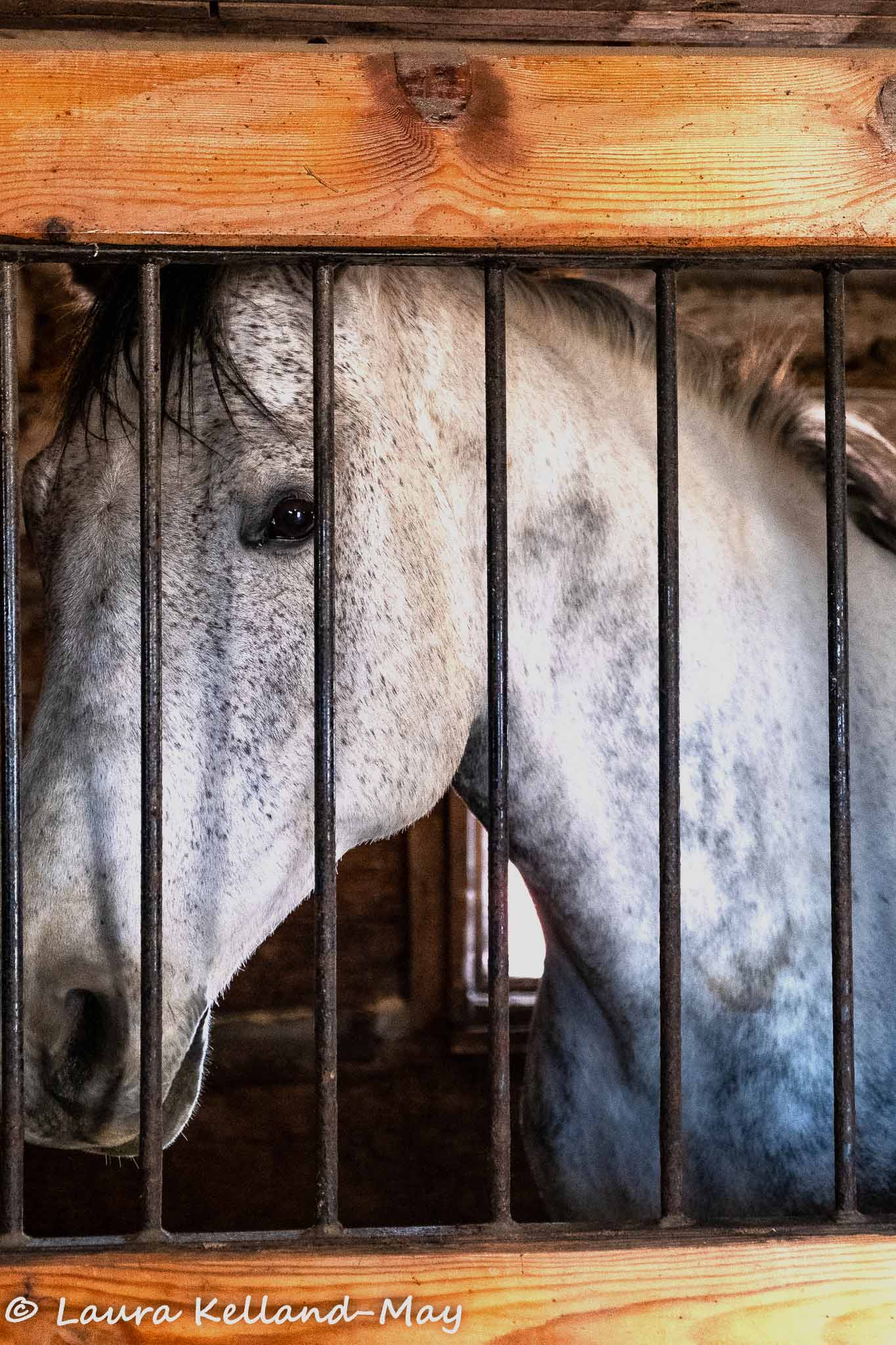 Horse's face shown behind the bars of a stable door.