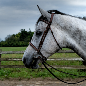 Are You Making These Mistakes When Getting Your Horse Straight?