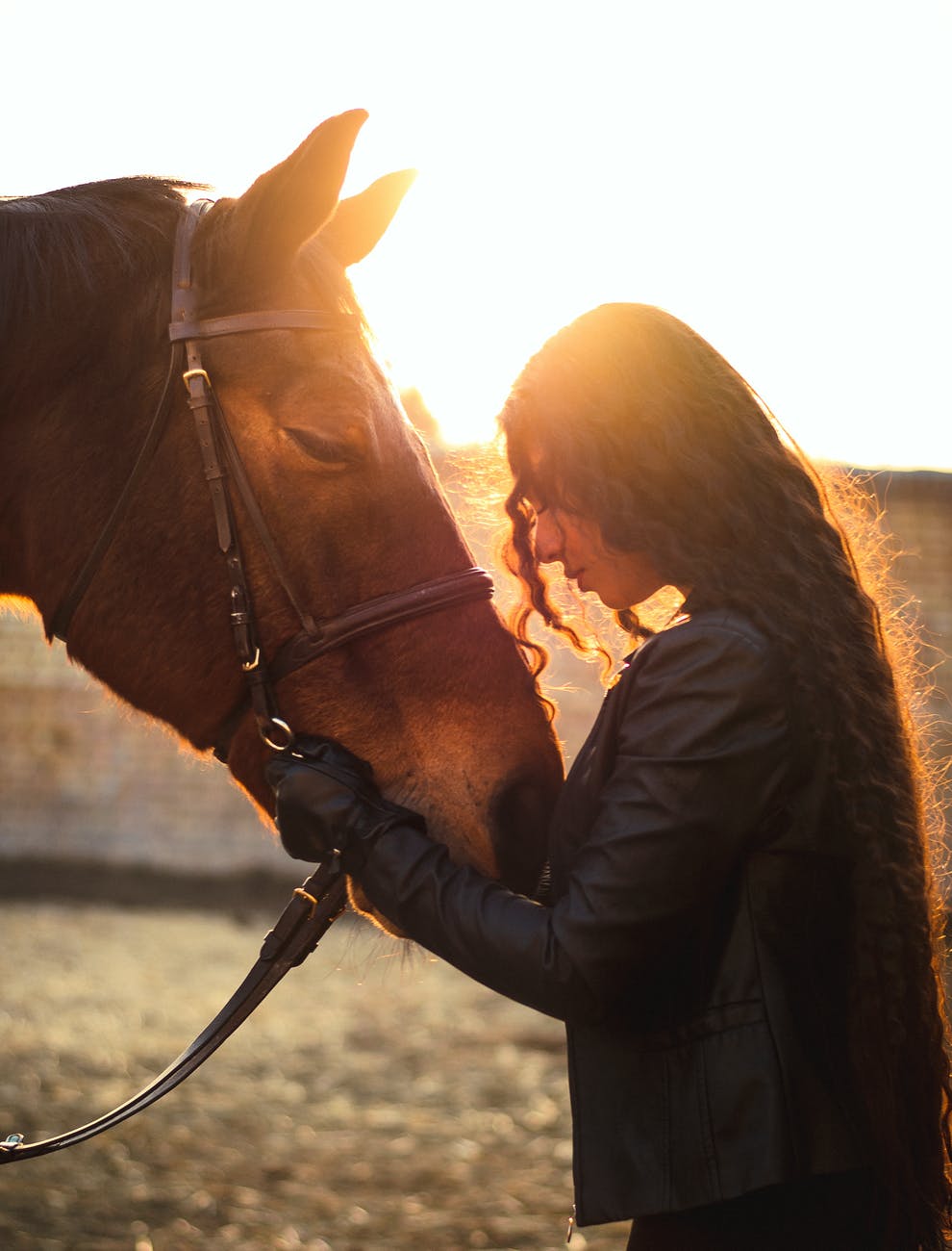 young woman stroking horse in sunlight
