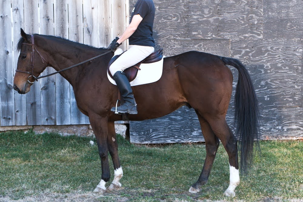 Horse Riding Position Review and Riding Exercises